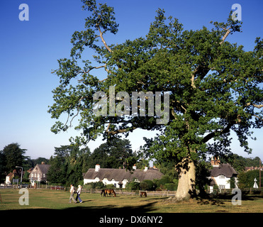 Schwan grüne Lyndhurst New Forest Hampshire England, grüne Lyndhurst New Forest Hampshire England Schwan Stockfoto