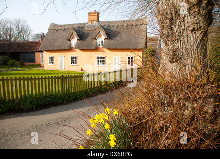 Hübsche Ocker gefärbt historischen Reetdachhaus im Dorf Ufford, Suffolk, England Stockfoto