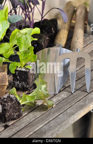 Sämlinge von Kopfsalat Pflanzen und Werkzeuge auf Holzbrett Stockfoto