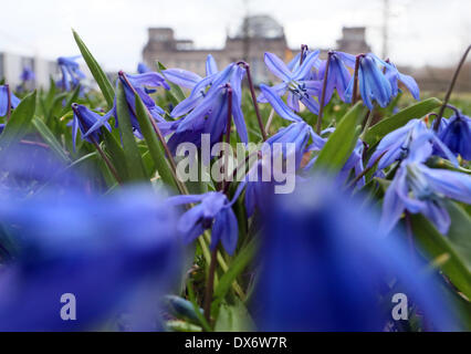 Berlin, Deutschland. 19. März 2014. Squilla blühen auf einem Feld gegenüber dem Reichstag Gebäude in Berlin, Deutschland, 19. März 2014. © Stephanie Pilick/Dpa/Alamy Live News Stockfoto