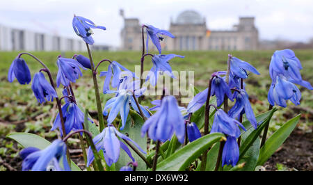 Berlin, Deutschland. 19. März 2014. Squilla blühen auf einem Feld gegenüber dem Reichstag Gebäude in Berlin, Deutschland, 19. März 2014. © Stephanie Pilick/Dpa/Alamy Live News Stockfoto