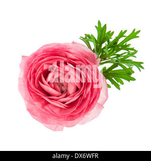 schöne einzelne Blüte der rosa Ranunkeln isoliert auf weißem Hintergrund Stockfoto