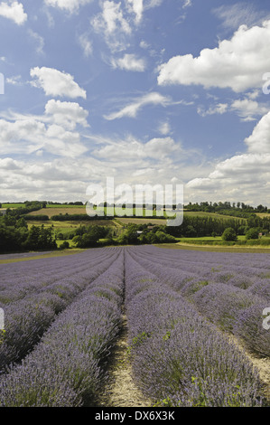 Lavendelfelder auf Schloss Hof in der Nähe von Shoreham. Lila duftende Blüten auf strauchige Pflanzen, die wachsen in Reihen. Abnehmende Stockfoto