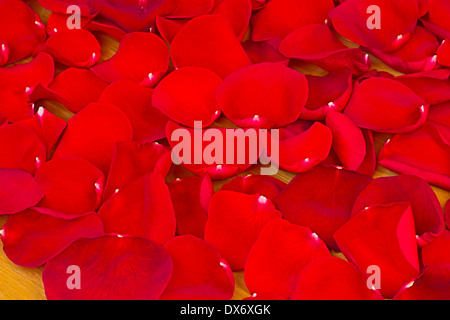 Auf der Oberfläche des Schreibtisches gibt es eine große Anzahl der Blütenblätter von roten Rosen. Stockfoto