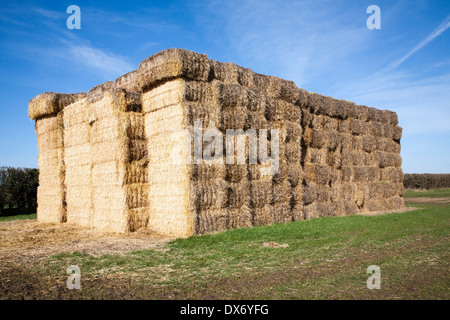 Großen Stapel von Strohballen stehen in einem Feld, Easton, Suffolk, England Stockfoto