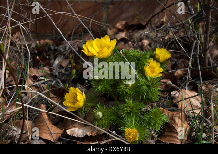 Adonis Vernalis blüht im März und April Das Frühlings-Adonisröschen Blüht Im März bis in den April Stockfoto