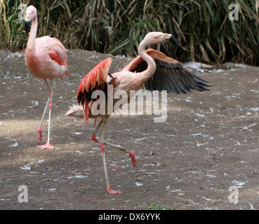 Tanz chilenischen Flamingos (Phoenicopterus Chilensis) Stockfoto