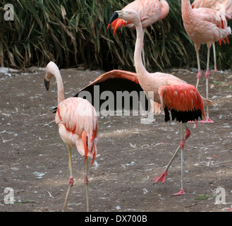 Tanz chilenischen Flamingo (Phoenicopterus Chilensis) Stockfoto