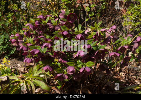 Helleborus Niger ist oft im Schnee, sondern auch im Frühjahr blühen.  Sterben Sie Christrose Blüht Sehr Früh Im Frühjahr. Stockfoto