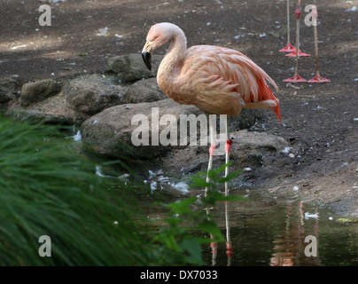 Chilenische Flamingos (Phoenicopterus Chilensis) im Emmen Zoo, Niederlande Stockfoto