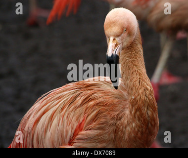 Chilenische Flamingos (Phoenicopterus Chilensis) im Emmen Zoo, Niederlande Stockfoto