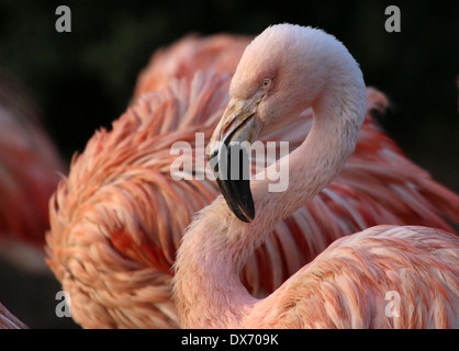 Chilenische Flamingos (Phoenicopterus Chilensis) im Emmen Zoo, Niederlande Stockfoto