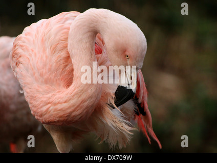 Chilenische Flamingos (Phoenicopterus Chilensis) im Emmen Zoo, Niederlande Stockfoto