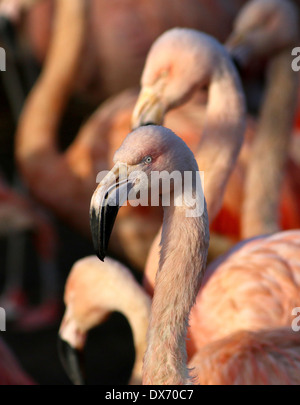 Chilenische Flamingos (Phoenicopterus Chilensis) im Emmen Zoo, Niederlande Stockfoto