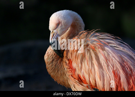 Chilenische Flamingo (Phoenicopterus Chilensis) putzen Stockfoto