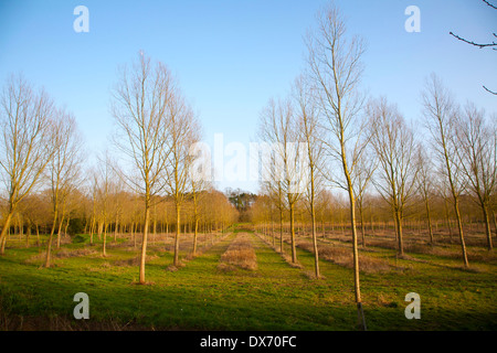Plantation von Salix Alba, Cricket Bat oder weiße Weide, Bäume im Winter bei Bromeswell, Suffolk, England Stockfoto