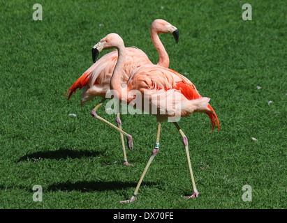 Chilenische Flamingos (Phoenicopterus Chilensis) im Zoo-Einstellung Stockfoto