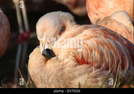 Nahaufnahme von einem Gefiederpflege chilenische Flamingo (Phoenicopterus Chilensis) Stockfoto