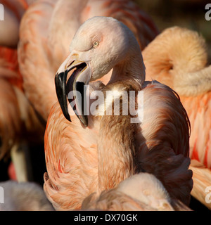 Nahaufnahme des chilenischen Flamingos (Phoenicopterus Chilensis) im Emmen Zoo, Niederlande Stockfoto