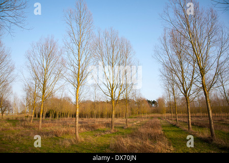 Plantation von Salix Alba, Cricket Bat oder weiße Weide, Bäume im Winter bei Bromeswell, Suffolk, England Stockfoto