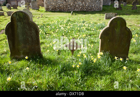 Narzissen blühen um Gräber in einem Kirchhof, Shottisham, Suffolk, England Stockfoto