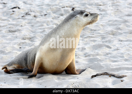 Australische Seelöwe (Neophoca Cinera) Stockfoto