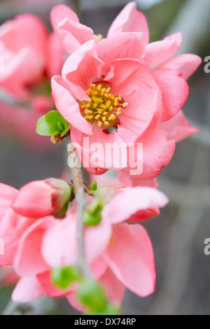 Frühling Blumen Makro mit rosa Blüten und frische grüne Blätter Stockfoto
