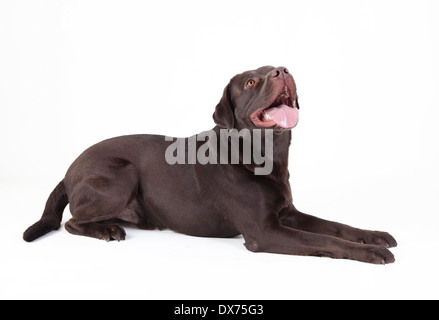 eine braune Labrador liegend, suchen auf weißem Hintergrund Stockfoto