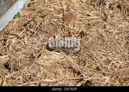 Kreuzotter (Vipera Berus), manchmal auch als gemeinsame oder nördlichen viper Stockfoto