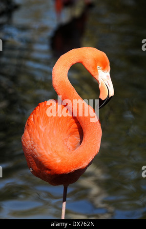 Schönen Flamingo von vorne gesehen. Kopf und Hals Form eine perfekte s-Form, und er steht auf 1 Fuß im Wasser. Stockfoto