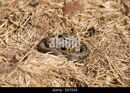 Kreuzotter (Vipera Berus), manchmal auch als gemeinsame oder nördlichen viper Stockfoto