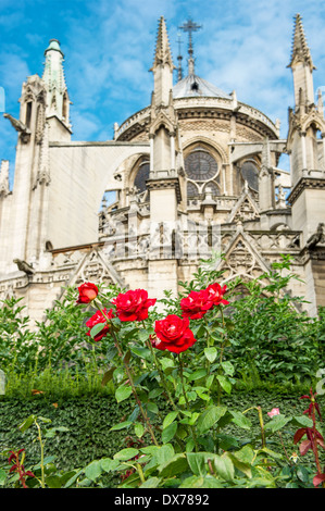 mittelalterliche Kathedrale Notre Dame de Paris. Zeigen Sie mit blauen Himmel und rote Rosen Blumen an. selektiven Fokus Stockfoto