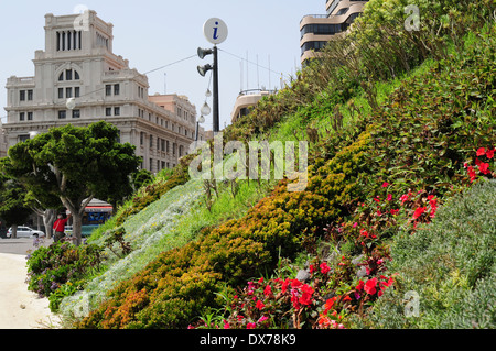 Grüne Wand im Tourist Information Centre. Santa Cruz de Tenerife.Spain Stockfoto