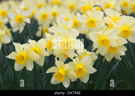 Nahaufnahme eines Gartens voll mit blühenden Narzissen, England, Großbritannien Stockfoto