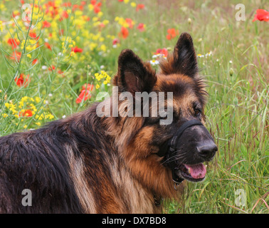 Deutscher Schäferhund tragen ein Halti Kopfstütze in einem Feld von Mohn Stockfoto