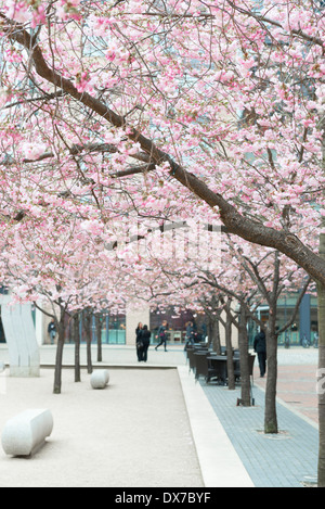 Kirschblüte an den Bäumen im Oozells Square, Brindleyplace, Birmingham. Stockfoto