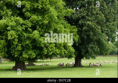 Schafherde in alten Parklandschaft, Newmarket, Großbritannien Stockfoto