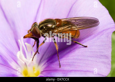 Lange snouted UK Hoverfly Rhingia Campestris, ernähren sich von Pollen auf eine Blume von Convolvulus sabatius Stockfoto