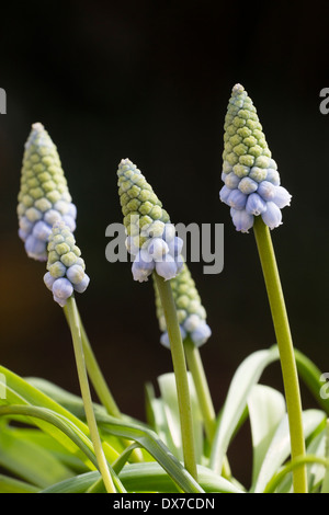 Nahaufnahme der blassen Blüten der Trauben Hyazinthe, Muscari Armenaicum "Valerie Finnis', in einem Garten von Plymouth Stockfoto