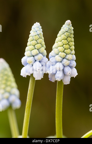 Nahaufnahme der blassen Blüten der Trauben Hyazinthe, Muscari Armenaicum "Valerie Finnis', in einem Garten von Plymouth Stockfoto