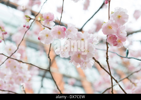 Kirschblüte an den Bäumen im Oozells Square, Brindleyplace, Birmingham. Stockfoto