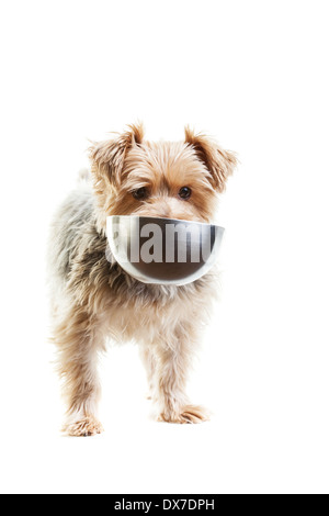 Hungrige Yorkshire-Terrier mit seinem Futternapf im Maul. Auf einem weißen Hintergrund. Stockfoto