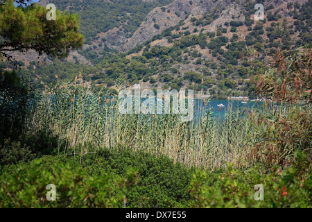 Ein Blick auf die blaue Lagune in der Türkei in der Nähe von Ölüdeniz durch die Binsen und Bäume gesehen Stockfoto