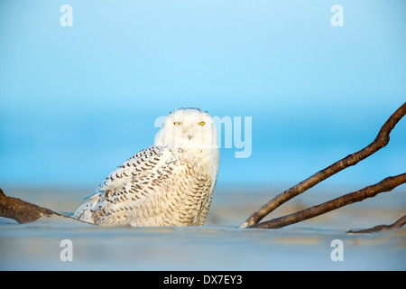 Schneeeule - Bubo Scandiacus - friedlich ruht auf den Strand von Cape May, New Jersey, USA - seltene Winter Besucher Ostküste Stockfoto