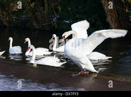 Schöne Schwäne auf einem See Stockfoto