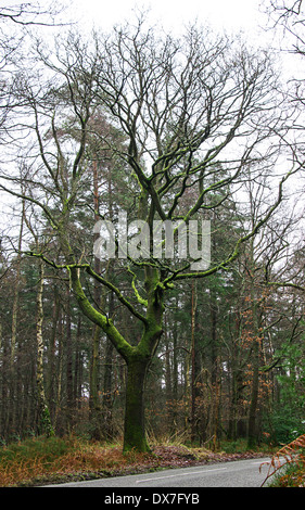 Eine Straße im Wald in der Nähe von Guildford, UK Stockfoto