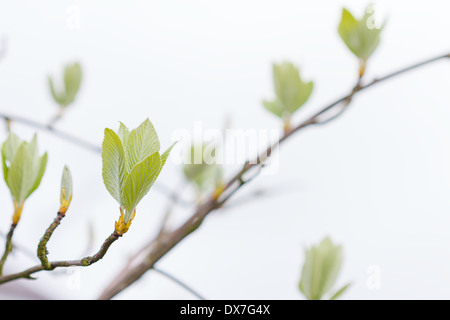 Erste Blätter an einem Baum im Frühling Stockfoto