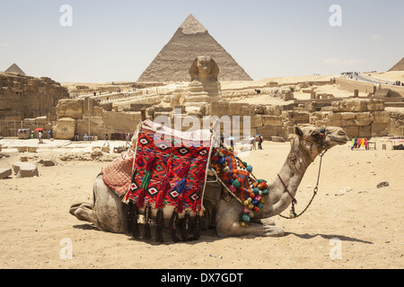 Kamel vor der großen Sphinx und Pyramide des Chephren, auch bekannt als Pyramide des Chephren, Gizeh, Kairo, Ägypten Stockfoto