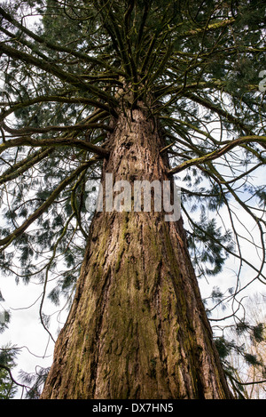 Sequoiadendron Giganteum. Nachschlagen von einem riesigen Redwood-Baumstamm. Zündeten Arboretum, Cotswolds, Gloucestershire, England Stockfoto