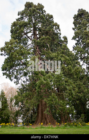 Sequoiadendron Giganteum. Riesigen Redwood-Bäume. Zündeten Arboretum, Cotswolds, Gloucestershire, England Stockfoto